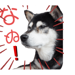 [LINEスタンプ] じゅん吉