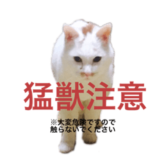 [LINEスタンプ] うちの猫ぐぅ