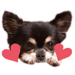 [LINEスタンプ] うーたんは可愛い