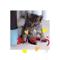 [LINEスタンプ] 猫のキャベツくんの日常スタンプ