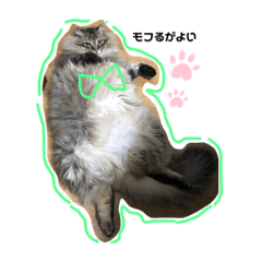 [LINEスタンプ] モフ過ぎにゃんこ