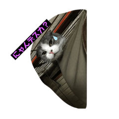 [LINEスタンプ] コテツとゴン太
