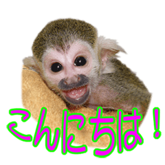 [LINEスタンプ] かわいいリスザルの子供 スタンプ