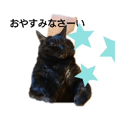 [LINEスタンプ] にゃんスター( 〃▽〃)