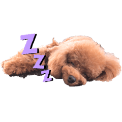 [LINEスタンプ] キャワわんこ チョコとココア