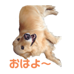 [LINEスタンプ] My lovely   pets