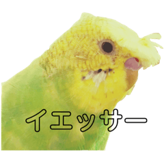 [LINEスタンプ] まめちゃん集