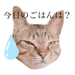 [LINEスタンプ] きじねこスタンプ