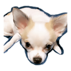 [LINEスタンプ] ラプ❤️