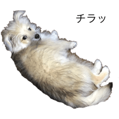 [LINEスタンプ] シンパ