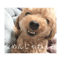 [LINEスタンプ] ワンコとBabyと時々ママ
