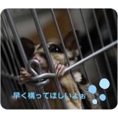 [LINEスタンプ] animalsスタンプショップ2