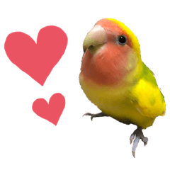 [LINEスタンプ] コザクラインコ ペッコちゃん