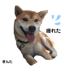 [LINEスタンプ] 柴犬 ぎんた