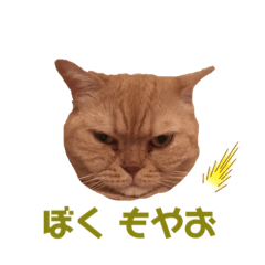 [LINEスタンプ] 猫のぞーやんともやお