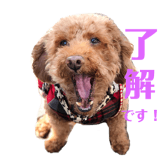 [LINEスタンプ] うちの子すたんぷ♡きゃるver.