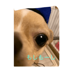 [LINEスタンプ] ぎんすけ
