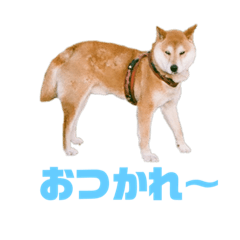[LINEスタンプ] ROKU CHAN (DOG)