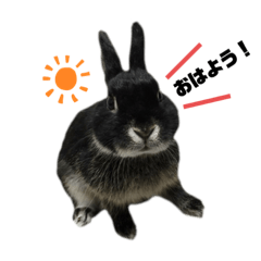 [LINEスタンプ] 黒うさぎ 官兵衛