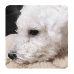 [LINEスタンプ] うちの愛犬のえちゃんスタンプ