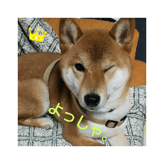 [LINEスタンプ] 赤柴はるごん2