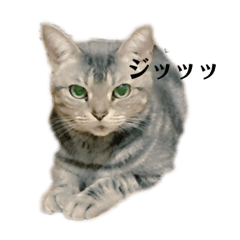 [LINEスタンプ] 辛辣美猫☆ククちゃん