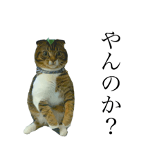[LINEスタンプ] ツナとナツ