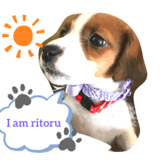 [LINEスタンプ] ジャックラッセルテリアリトルの日常