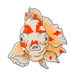 [LINEスタンプ] 和 モチーフ 金魚づくし  3