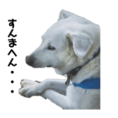 [LINEスタンプ] めっちゃ関西弁のいぬ