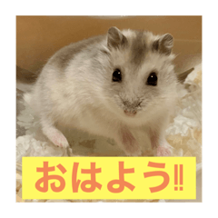 [LINEスタンプ] ハムスターの大吉くんスタンプ