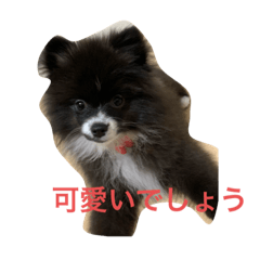 [LINEスタンプ] 熊じゃありません