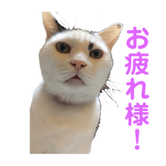 [LINEスタンプ] 猫日和♡うにジルナツ