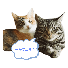 [LINEスタンプ] 優雅なねこ活