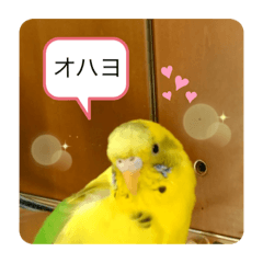 [LINEスタンプ] ピーちゃんの使えるスタンプ