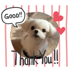 [LINEスタンプ] 愛犬ルルちゃんスタンプ