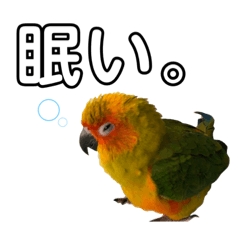 [LINEスタンプ] 我が家のコガネメキシコインコのスタンプ