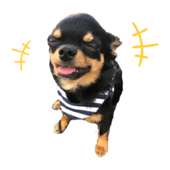 [LINEスタンプ] チワワのどんちゃん2