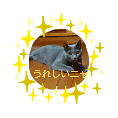 [LINEスタンプ] 猫好きからのスタンプ2
