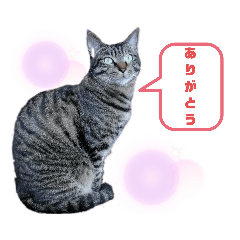 [LINEスタンプ] 優雅なねこ活2