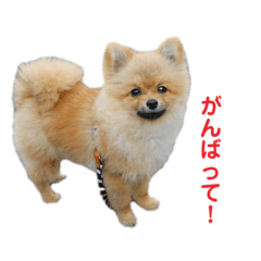 [LINEスタンプ] チャックだよ！