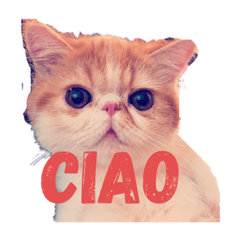 [LINEスタンプ] エキゾチックショートヘアのキキたん