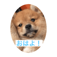 [LINEスタンプ] 茶助