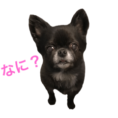 [LINEスタンプ] チワワのももちゃんスタンプ