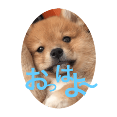 [LINEスタンプ] 茶助くん