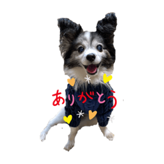 [LINEスタンプ] パピヨンスタンプ（めろんくん）
