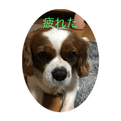 [LINEスタンプ] チャリばぶさん