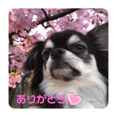 [LINEスタンプ] レイくんの気持ち