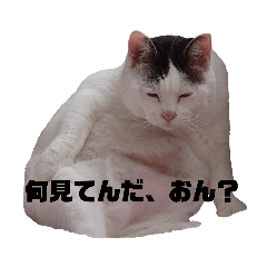 [LINEスタンプ] みーすけのおなか