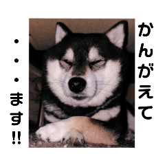 [LINEスタンプ] でか文字  黒豆 柴犬